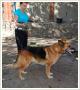 Pies BOND, owczarek niemiecki, duy, silny, mocnej budowy