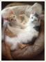 Dwa milusie kociaki - Anto  i Migotka szukaj domu Toru