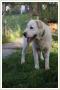 Labrador i sznaucer w jednym psie 9 miesiecy szuk domu