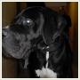 WACAW - czarny dog szuka swojego domu, adopcja
