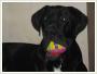 DIEGO - mody czarny dog szuka swego nowego domu, adopcja