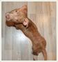 TASIEMKA szczeniak pitbull red nose do adopcji