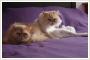 *** Leosia i Michasia - do adopcji - dwie kotki w typie pers