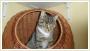 Sielanka - agodny miziak - moda koteczka szuka domu