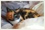Quetka – zjawiskowa, spokojna kotka do adopcji