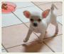 Chihuahua - szczenita, odbir po 28 czerwca