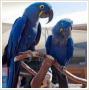 Hiacynt papugi ara na sprzeda