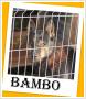 BAMBO - owczarek mix, tskni w schronisku, spokojny pies