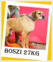 BOSZI - wye wgierski mix, duy 27kg, spokojny, przyjazny pies