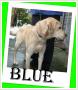BLUE - labrador, wesoy, przyjazny, aktywny