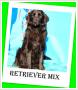 REDI-retriever mix,młody 8 mies.wesoły,aktywny,łagodny pies.ADOPCJA