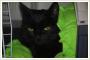 Pikny zielonooki kot MIKESZ do adopcji