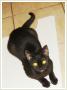 Naomi malutka caa czarna koteczka szuka domu staego