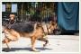Goran - pikny pies w typie Owczarka Niemieckiego szuka domu