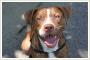 9 miesięczny pitbull red nose Django szuka domu