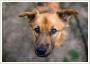 Mody Bursztyn, wyjtkowy pies szuka wyjtkowej rodziny