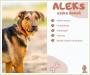 Aleks - pies, który jest gotów podbić z Tobą świat!