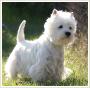 West Highland White Terrier -szczenita z rodowodem
