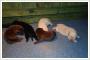 Labradory- pikne szczenita rasy labrador