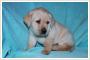 Labrador retriever - pikne biszkoptowe szczenita