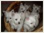 west highland white terrier 5 suczek i 1 piesek szczenita