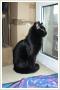 Miaukotek - czarny kot na szczcie